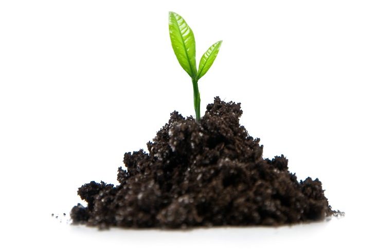 Small sprouting plant.